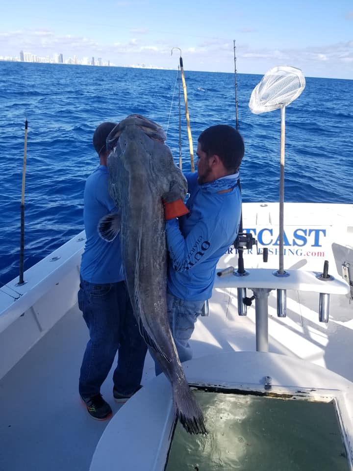 Black Grouper
