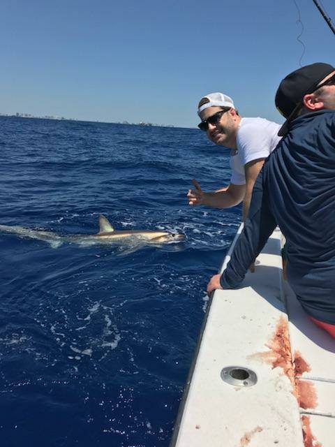 Thresher Shark